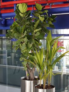 Compre macetas grandes de cerámica modernas para interiores en cualquier jardín o balcón a precios económicos con envío gratuito a EE. UU. y Europa. - Product Image 5