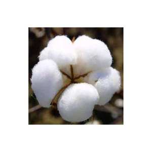 High Quality <b>Raw</b> <b>Cotton</b> Bales Combed Organic <b>Cotton</b> Yarn - Product Image 5