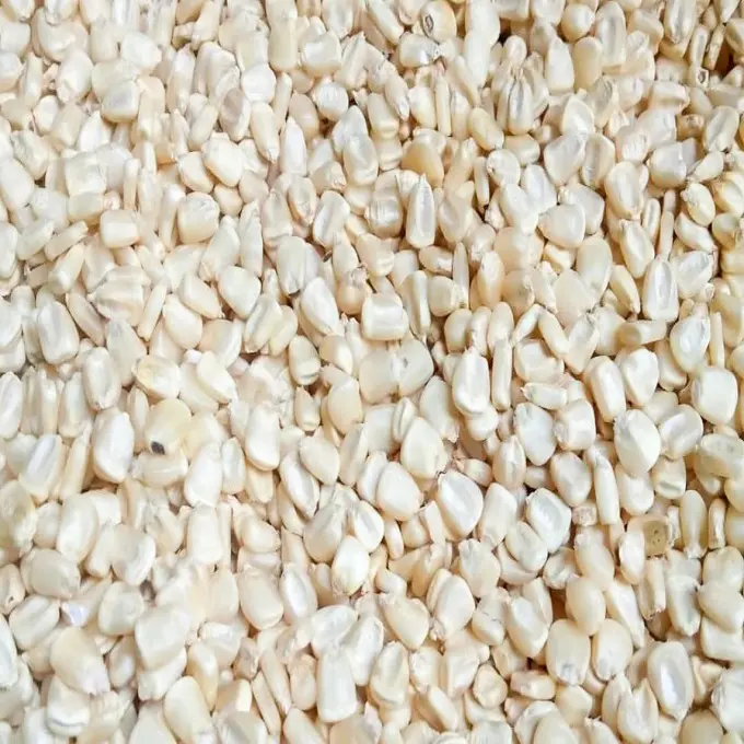 High Quality White Corn Maize Grains for Animal Feed