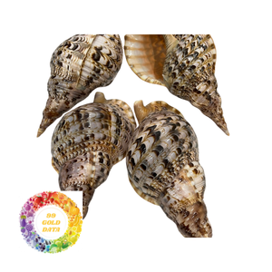HOT Exclusive Cantidad limitada Seashell Boat Model Precious Snail Shell Artesanía Adornos de la naturaleza Hecho en Vietnam - Product Image 4