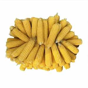 Maïs jaune pour l'alimentation humaine et animale Maïs jaune pour l'alimentation des volailles Nouvelle récolte - Product Image 1