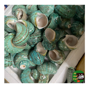 Venta al por mayor Turbo Shell, Concha Natural, Concha Pulida Proveedor de Concha para Acuario, Decoración, Concha Sin Pulir - Product Image 4