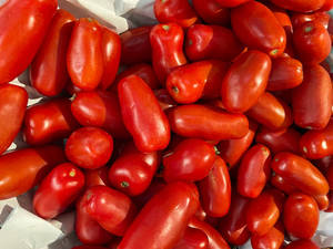 Tomates fraîches, livraison rapide, tomates de haute qualité en provenance d'Afrique du Sud, tomates fraîches de type prune et cerise rouges à vendre - Product Image 5