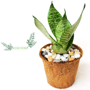 Meilleure vente 2025 pot de fleurs en fibre de coco/pot en fibre de coco/fibre de coco pour plante en pot par ECO2GO VIETNAM - Product Image 1