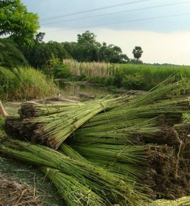 Producto de fibra de yute crudo de Bangladesh de alta calidad - Product Image 6