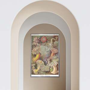 E. Haeckel - Formas artísticas en la naturaleza, placa 49 - Póster de anémonas marinas con marco de metal - Product Image 1
