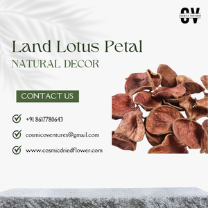 Pétalos de Loto Naturales Secos de Alta Calidad para Popurrí, Decoración Simple, Ecológica, Romántica para Bodas y Manualidades - Product Image 5