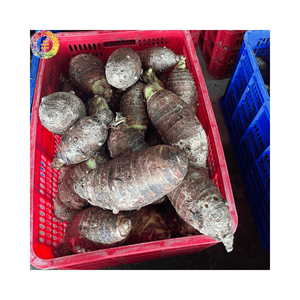 Exportation en gros de Taro entier pelé IQF, demi-racines de Taro, légumes surgelés de qualité supérieure pour l'approvisionnement des supermarchés - Product Image 2