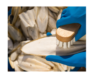 HUESO DE PESCADO SECO NATURAL 100%, HUESO FRESCO DE SEPIA de 99 DATOS dorados - Product Image 1