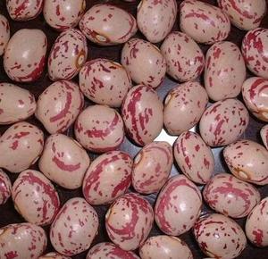Haricots rouges marbrés séchés économiques du fournisseur Australie Europe Amérique, haricots rouges Pinto naturels en vrac - Product Image 5