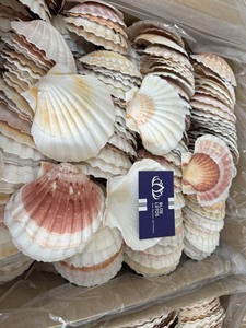 Diseño Novedoso, Venta al por Mayor, Conchas de Ostra y Vieira de 10-12 cm, Talladas con Temática Animal, Limpias, Loto Azul, Binh Thuan - Product Image 3