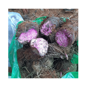 Cortes de Ñame Congelado en Forma de Bola de Vietnam, Producto Agrícola de Tubérculo en Porciones para Toppings de Té de Burbujas, Tiendas de Postres y Cadenas de Panaderías - Product Image 5