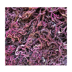 Wild Purple Sun Dried Dried Seamoss Premium Irish Eucheuma Cottonii <b>Seaweed</b> For Gel Dried Seamoss Natural Powder Bulk Supply - Product Image 1