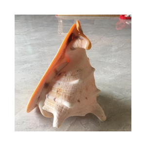 Coquilles d'escargots exclusives, coquillages, Cassis Madagascariensis-Fournitures artisanales uniques pour la décoration intérieure, cadeaux - Product Image 4