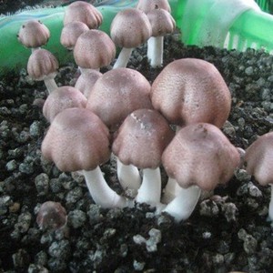 Cultivo de Agaricus Blazei, Agaricus Blazei Bueno para la Salud, Exportación de Agaricus a Europa y Estados Unidos, Oferta Navideña - Product Image 2