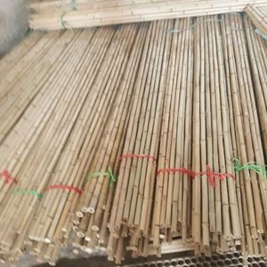 Estacas de bambú procesadas a medida | Para soporte de vivero de viñedo de tomate | Bastones secos y rectos - Product Image 2