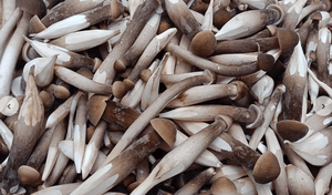 Hongo Termite, Hongo King, Hongo Negro Fresco, Bueno para la Salud, Hecho en Vietnam, PRECIO MÁS BAJO - Product Image 4