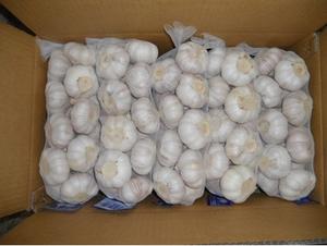 Ajo Fresco Blanco Puro de Primera Calidad, Excelente Ajo - Product Image 4