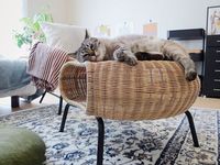 Le lit tissé naturel pour animaux de compagnie en rotin fait à la main transforme les meubles de table pour chien et chat pour une utilisation en intérieur personnalisé en gros