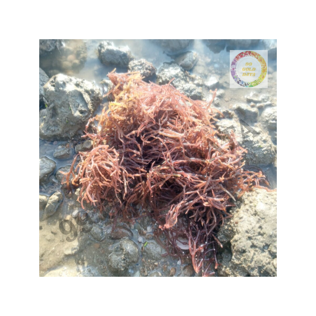 Dried Cottonii Seaweed Suitable For Kitchen Use Asian Food Preparation And Culinary Decoration