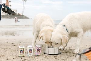 Bebida para Perros Tailwagger Craft Dog Beer Chicken Porter Sin Alcohol 12 oz, Bebida en Lata para Mascotas - Product Image 4