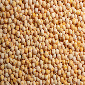 Petits pois bruns séchés bien transformés, fournis en emballages personnalisés pour les clients en gros souhaitant des produits propres et importés - Product Image 1