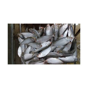 Venta al por mayor de Sardina congelada suministro a granel de cajas de pescado congelado stock de calidad premium - Product Image 3
