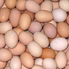 Œufs de poule frais bruns biologiques en vrac pour la restauration, riches en protéines, à vendre - Product Image 2