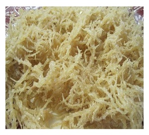 Algues Eucheuma Cottonii de qualité supérieure du Vietnam-Algues Eucheuma Cottonii séchées de haute qualité Wildcraft Purple Seaweed - Product Image 3