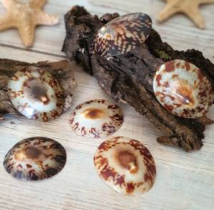 เปลือกหอยหอยเป๋าฮื้อเปลือกหอยทาก - Product Image 2