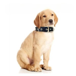 Collar Ajustable para Mascotas con Doble Capa Acolchada, Moderno, de Poliéster y Nailon, con Estampado Animal, para Perros y Gatos, de Vietnam - Product Image 6