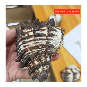 Coquille de mer Murex Hexaplex de la mer Noire - Type Muricanthus de coquille de mer Superbe Murex Nigritus Artisanat naturel à bas prix Coquille du Vietnam - Product Image 2