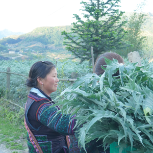Polvo de extracto de hoja seca de alcachofa, superventas de alta calidad, compatible con la salud del hígado, utilizado como materia prima en la producción - Product Image 6