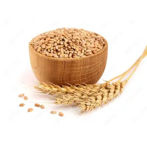 Best Material Hot Sale Wheat Agriculture Wheat Pakistan Suppliers Wheat