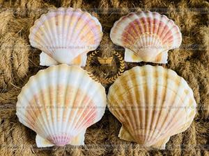 Conchas Marinas Murex Operculum Caracol Murex - Concha Seca de Operculum para Hacer Perfume - Product Image 3