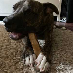 Chien de l'Himalaya Chew Yak Milk Cheese Dog Churpi Fabriqué au Népal - Product Image 2