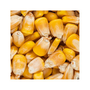 IMPORTE maíz amarillo, maíz amarillo seco de maíz de nosotros en cualquier momento. - Product Image 5