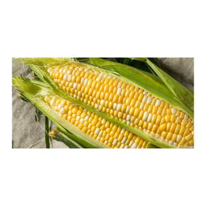 Maïs jaune séché à l'air bon marché pour l'alimentation animale Meilleur maïs de gros à vendre - Product Image 1