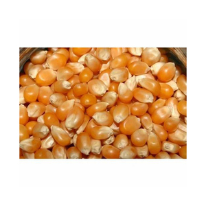 Precio al por mayor maíz blanco seco Maíz amarillo de alta calidad para proveedor de alimentos para animales - Product Image 6