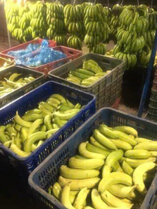 Plátano Cavendish fresco al por mayor tamaño largo embalado en caja Vietnam alta calidad banano Cavendish precio directo de fábrica muestra gratis - Product Image 4