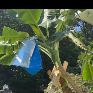 Envoltura protectora Banana Cluster-Bolsas protectoras de banana ecológicas-Mangas de plástico para racimos de frutas - Product Image 6