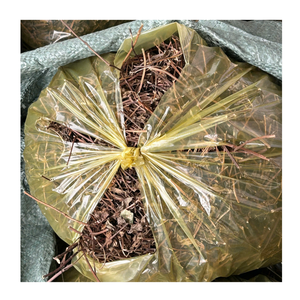 ใบเจลลี่หญ้าดำจากเวียดนามผู้จำหน่ายขายส่งสำหรับตลาดโลก - Product Image 5