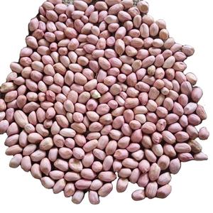 Cacahuetes crudos de alta calidad sin cáscara Cacahuetes crudos Cacahuetes blanqueados - Product Image 1