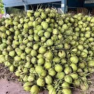 Polpa de Coco Fresca Tailandesa Premium - Naturalmente Dulce y Lista para Beber para Refrescarse en Cualquier Momento y Lugar