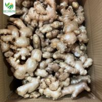 越南OL-29优质老姜新鲜姜根散装价格低廉