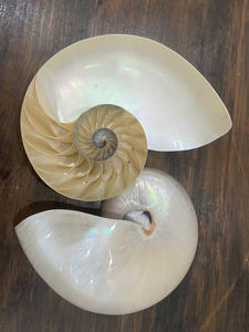 Spirale Marine Shell Poli Décoratif Artisanat Matériel Accueil Affichage Ornement Exportation Vietnam Source - Product Image 4