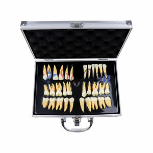 Estudio dental anatómico 32 dientes 2,5 X tamaño real morfología ampliada guía de identidad modelos - Product Image 1