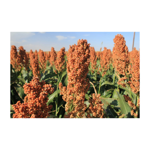 Clean and natural sorghum <b>grains</b> packed for bulk export - Product Image 6