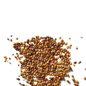 Trébol persa | Material de cultivo Verde | Para la alimentación basada en la granja - Product Image 5