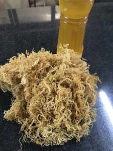 MEILLEURES VENTES D'EAU DE MER EUCHEUMA COTTONI / Mousse d'Irlande sauvage, origine Ninh Thuan, Vietnam - Product Image 6
